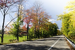 路,秋天,农村