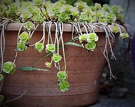 鍋,花,植物