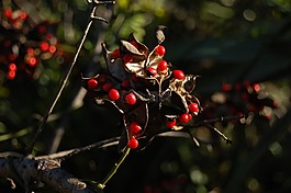 珠,紅色,黑