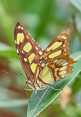 蝴蝶,性質(zhì),昆蟲
