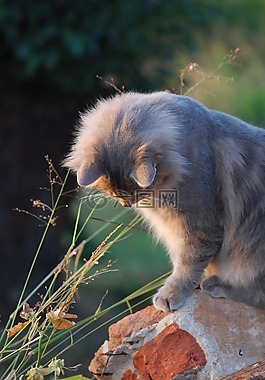 猫,灰色,猫的