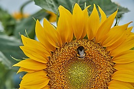 太陽花,蜜蜂,廠