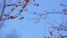 漿果,景觀,布什