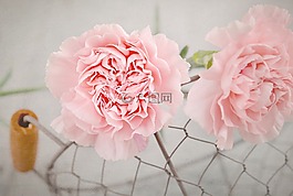 丁香,粉紅色,鮮花