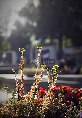 花,cementery,坟墓