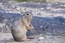 zisel,哺乳動物,nager