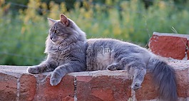 猫,灰色,猫的