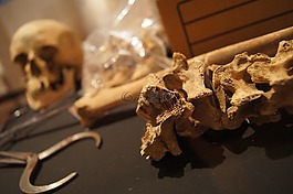 骨骼,頭骨,死亡