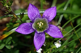 龍膽,德國(guó) fransenenzian,gentianella 小蠊