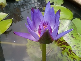 莲花,紫色的莲花。,刷新。