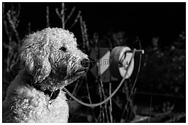 goldendoodle,黑色和白色,野生动物摄影