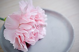 香石竹,花,粉紅色