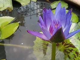莲花,紫色的莲花。,刷新。