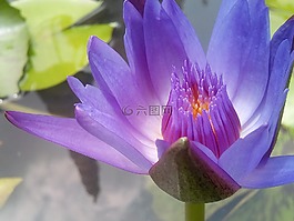 莲花,紫色的莲花。,刷新。