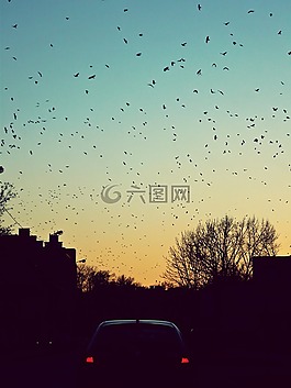 鳥(niǎo),飛,鎮(zhèn)