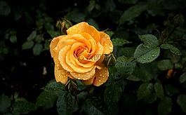 玫瑰,開(kāi)花,橙