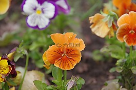 別墅,鮮花,夏季