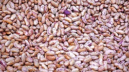 農(nóng)業(yè),豆類,特寫
