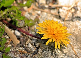 蒲公英,花,黃色
