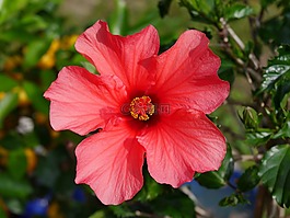 芙蓉,花,開花