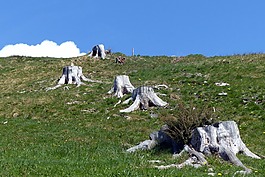 树桩,风化,漂白