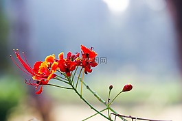 自然,花,植物區(qū)系