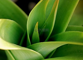 綠色,葉子,植物