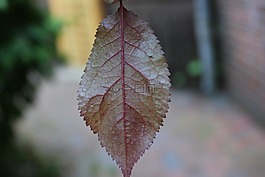 葉子,紅色,黃色