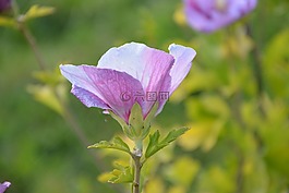 花,鮮花,植物芙蓉