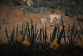 草甸,花,草