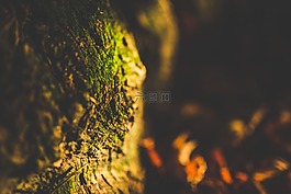 特寫,深度的字段,苔