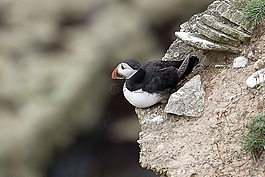 海雀,野生動(dòng)物,海鳥
