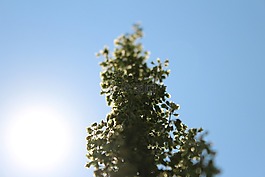 草,宏,綠色
