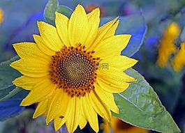 太陽花,花,黃色