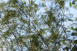草,宏,綠色