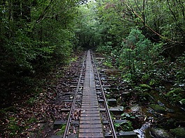屋久岛,公路卡车,绳纹雪松