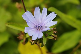 菊苣,自然,新鮮