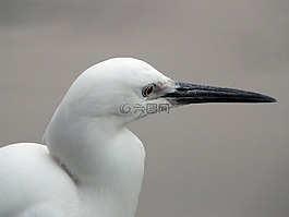 白鷺,egretta garzetta,小白鷺