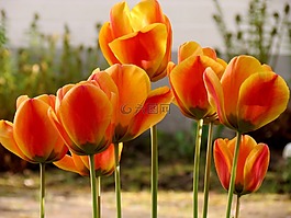 郁金香,tulpenbluete,春天