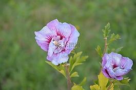 花花朵芙蓉,紫色,帕爾馬