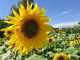 夏季,花,太陽花