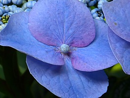 八仙花,花,開花