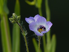 vogelaeuglein,gilia 三色,花