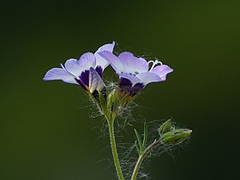 vogelaeuglein,gilia 三色,花