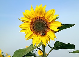 太陽(yáng)花,花,黃色
