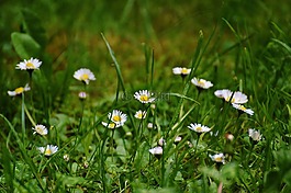 雛菊,草地,花園