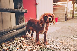動物,狗,可愛