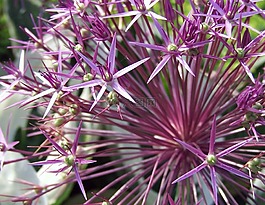 觀賞蔥,開花,廠