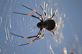 蜘蛛,web,蟲(chóng)族