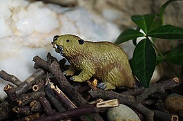 動物,海貍,玩具